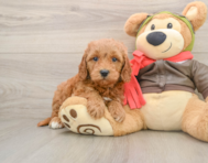 7 week old Mini Goldendoodle Puppy For Sale - Premier Pups