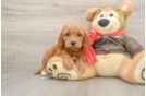 Mini Goldendoodle Pup Being Cute