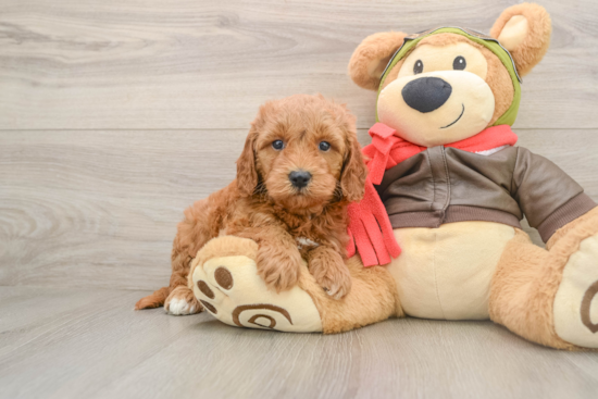 Mini Goldendoodle Pup Being Cute