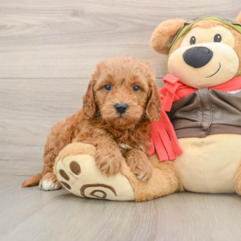 Mini Goldendoodle Pup Being Cute