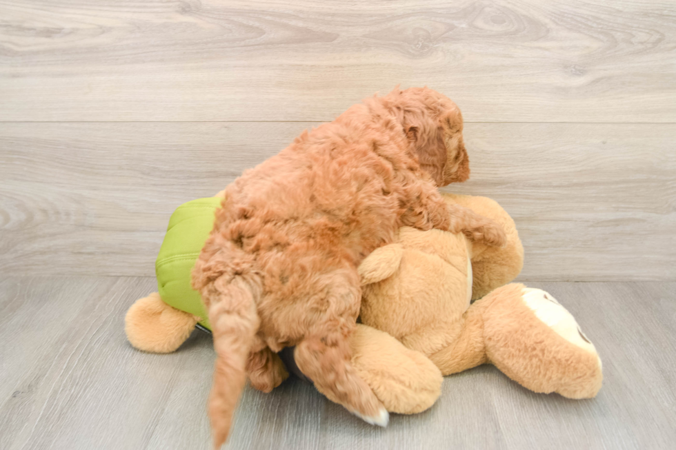 Small Mini Goldendoodle Baby
