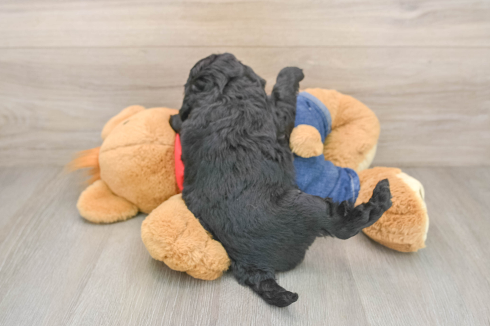 Mini Goldendoodle Pup Being Cute