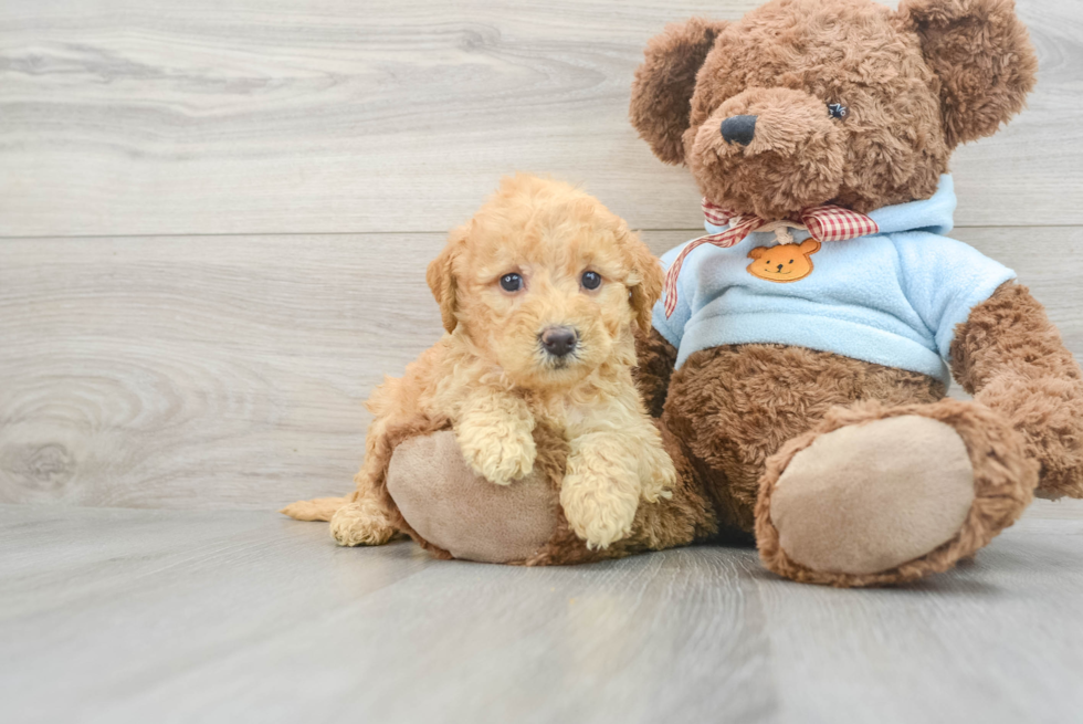 Smart Mini Goldendoodle Poodle Mix Pup