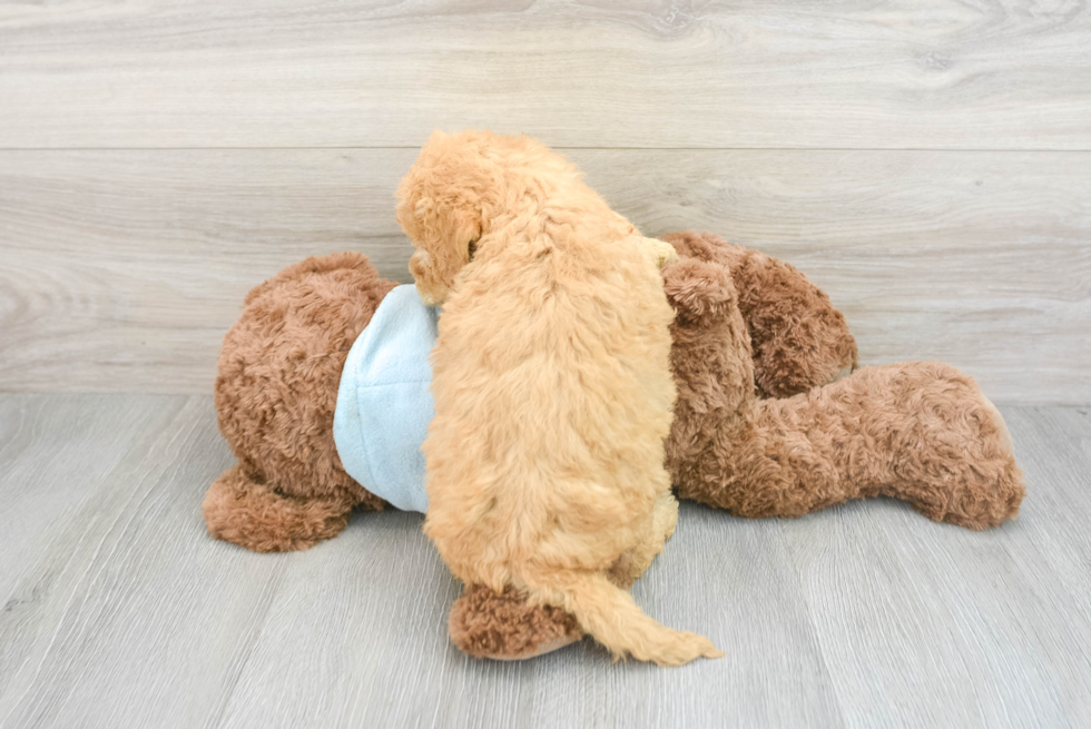 Mini Goldendoodle Pup Being Cute