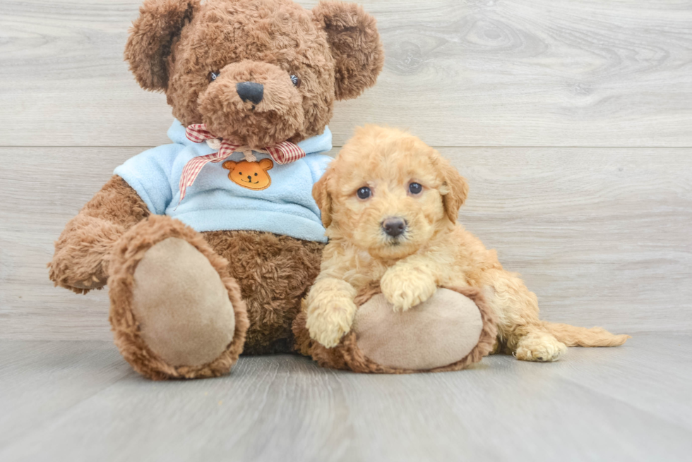 Cute Mini Goldendoodle Baby