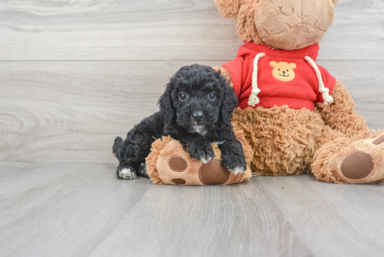 Funny Mini Goldendoodle Poodle Mix Pup