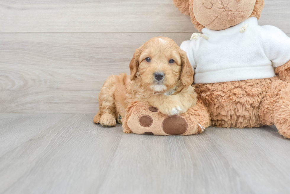 Best Mini Goldendoodle Baby