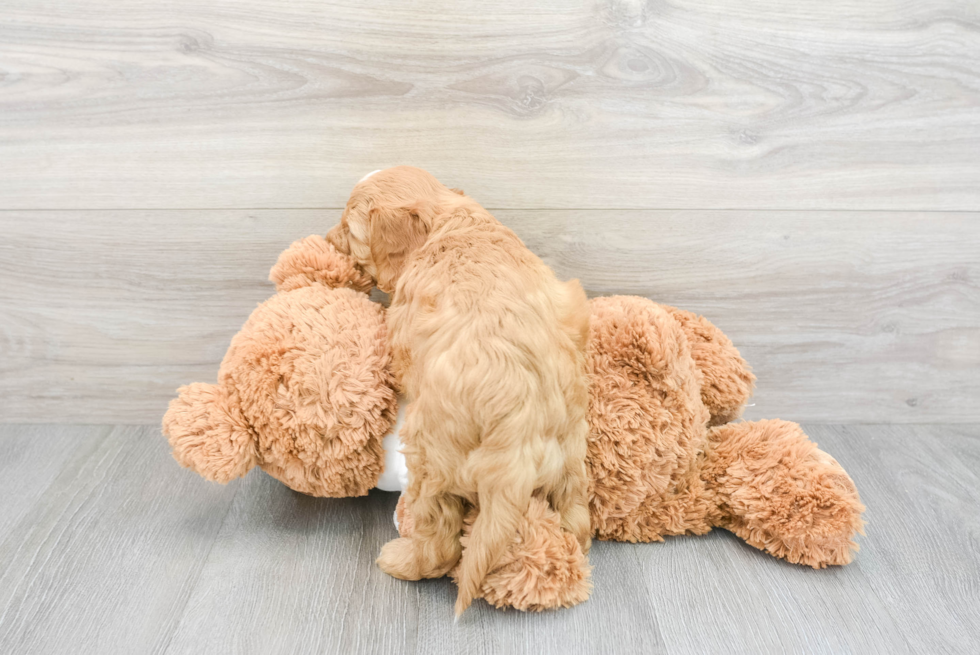 Mini Goldendoodle Pup Being Cute