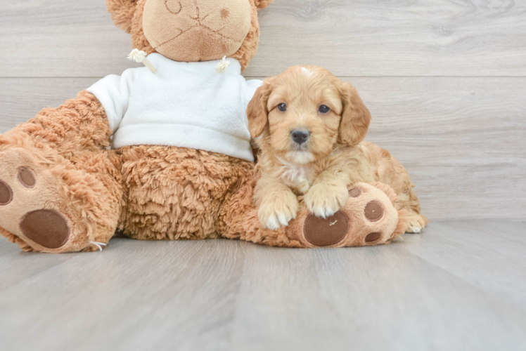 Happy Mini Goldendoodle Baby