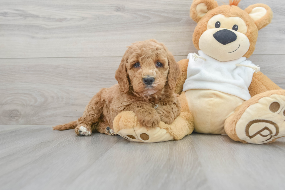 Mini Goldendoodle Pup Being Cute