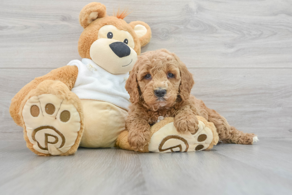 Playful Golden Retriever Poodle Mix Puppy