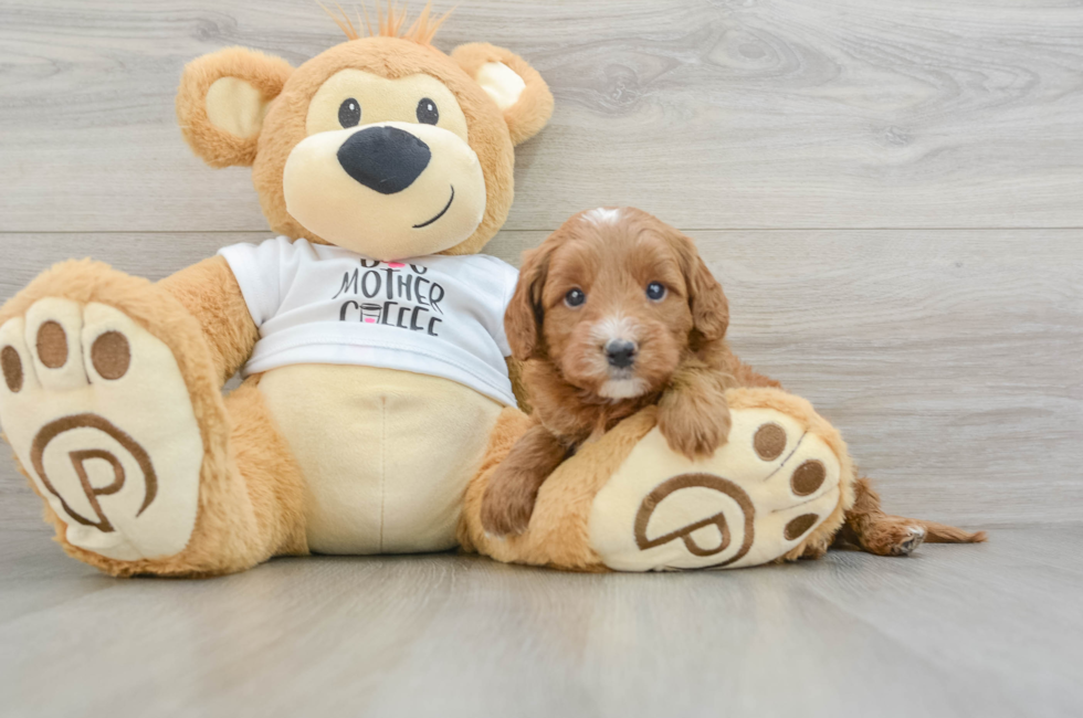 5 week old Mini Goldendoodle Puppy For Sale - Premier Pups