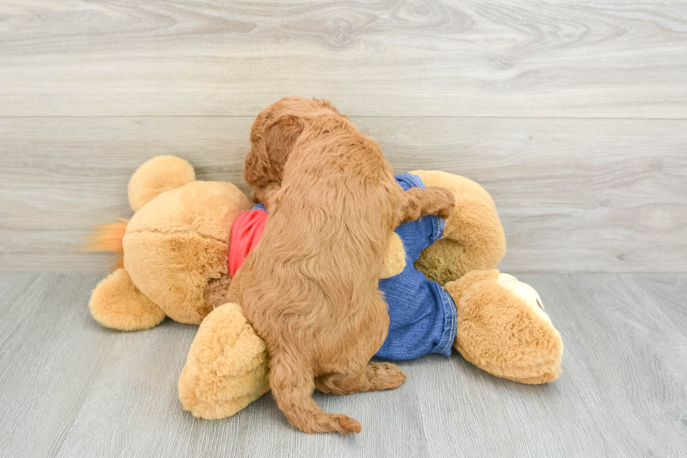 Energetic Golden Doodle Poodle Mix Puppy