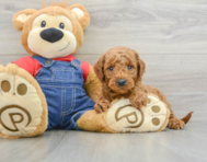 7 week old Mini Goldendoodle Puppy For Sale - Premier Pups
