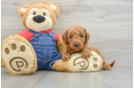 Mini Goldendoodle Puppy for Adoption