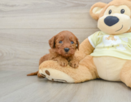 9 week old Mini Goldendoodle Puppy For Sale - Premier Pups