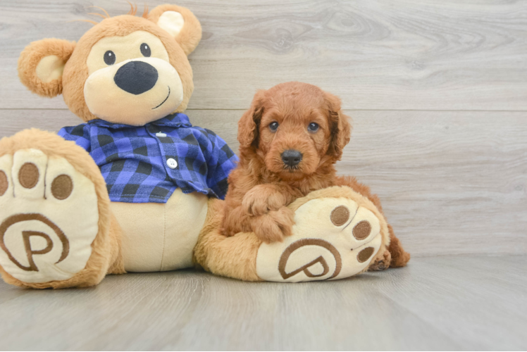 Energetic Golden Doodle Poodle Mix Puppy