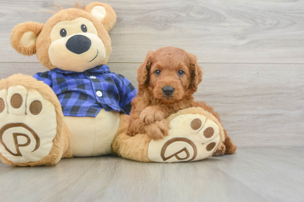 5 week old Mini Goldendoodle Puppy For Sale - Premier Pups