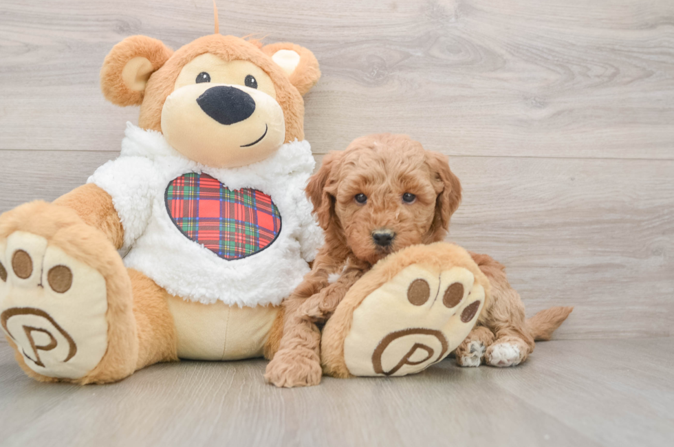 5 week old Mini Goldendoodle Puppy For Sale - Premier Pups