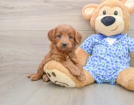 6 week old Mini Goldendoodle Puppy For Sale - Premier Pups