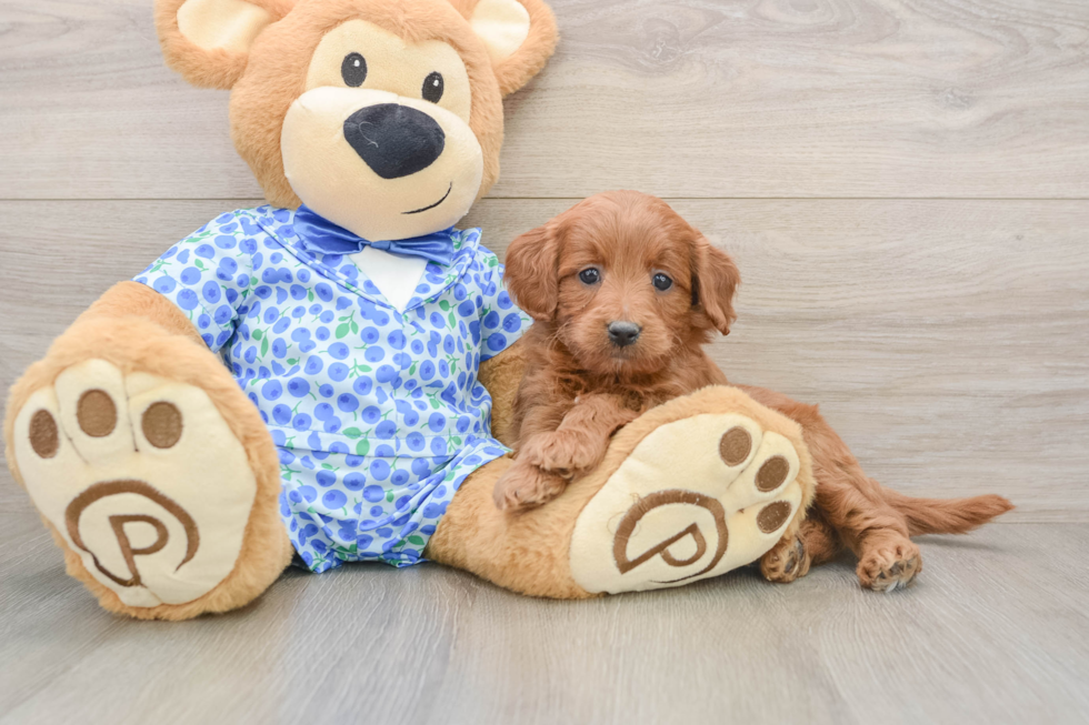 Adorable Golden Retriever Poodle Mix Poodle Mix Puppy