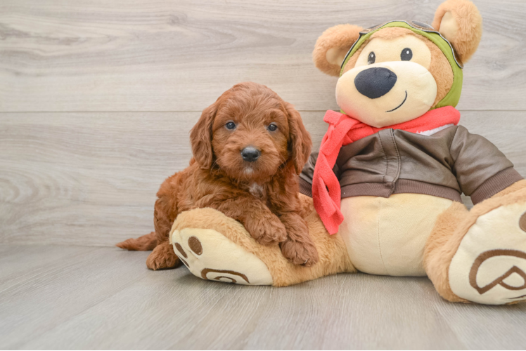 Mini Goldendoodle Pup Being Cute