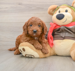 7 week old Mini Goldendoodle Puppy For Sale - Premier Pups