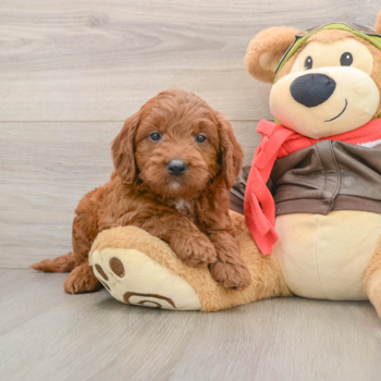 Mini Goldendoodle Pup Being Cute