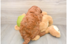 Best Mini Goldendoodle Baby