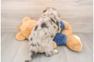 Best Mini Goldendoodle Baby