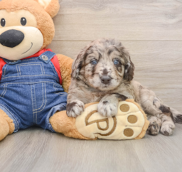 7 week old Mini Goldendoodle Puppy For Sale - Premier Pups