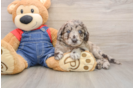 Adorable Golden Retriever Poodle Mix Poodle Mix Puppy