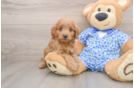 Mini Goldendoodle Puppy for Adoption