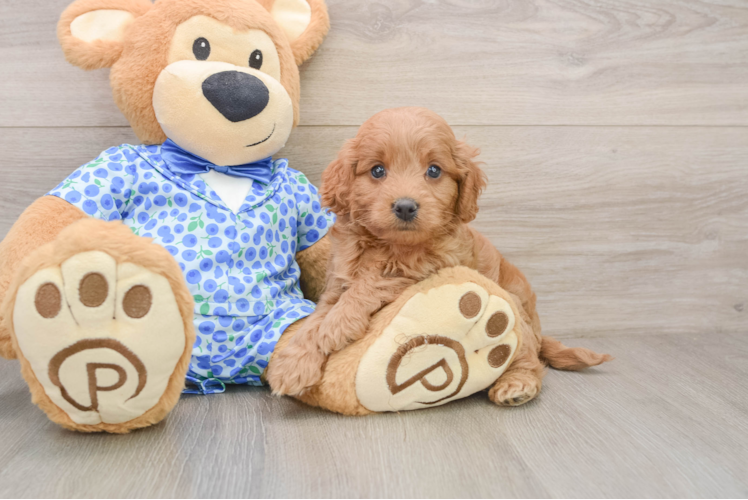 Cute Mini Goldendoodle Baby