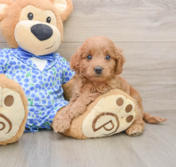 7 week old Mini Goldendoodle Puppy For Sale - Premier Pups