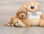 7 week old Mini Goldendoodle Puppy For Sale - Premier Pups