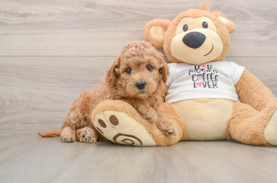 Best Mini Goldendoodle Baby