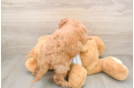 Mini Goldendoodle Pup Being Cute