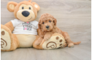 Smart Mini Goldendoodle Poodle Mix Pup