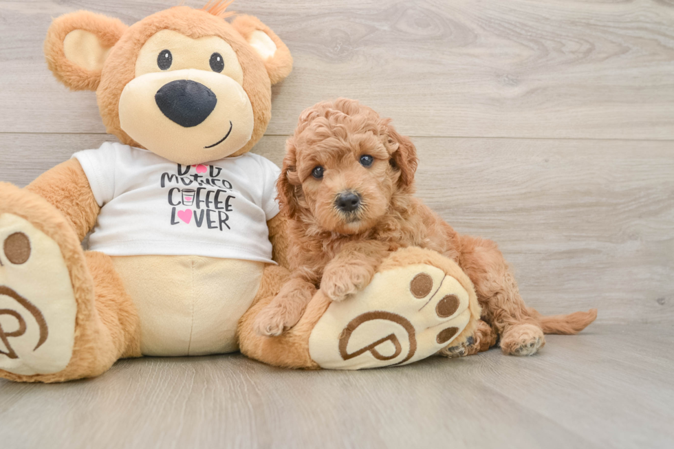 Smart Mini Goldendoodle Poodle Mix Pup