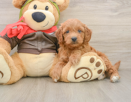 7 week old Mini Goldendoodle Puppy For Sale - Premier Pups