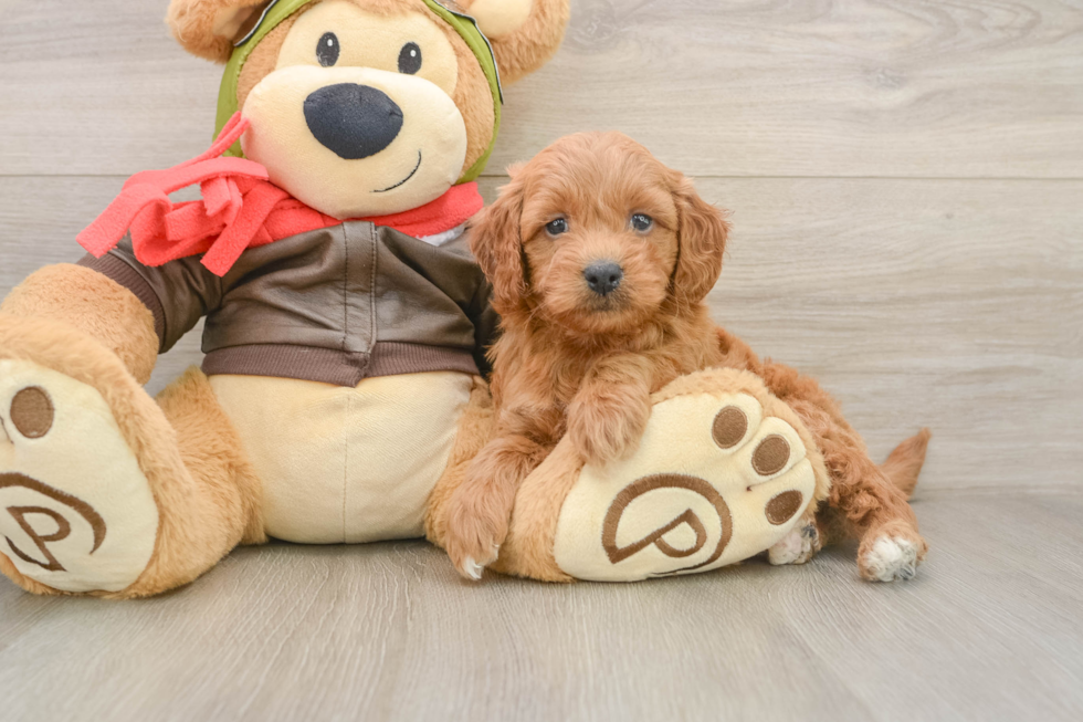Best Mini Goldendoodle Baby