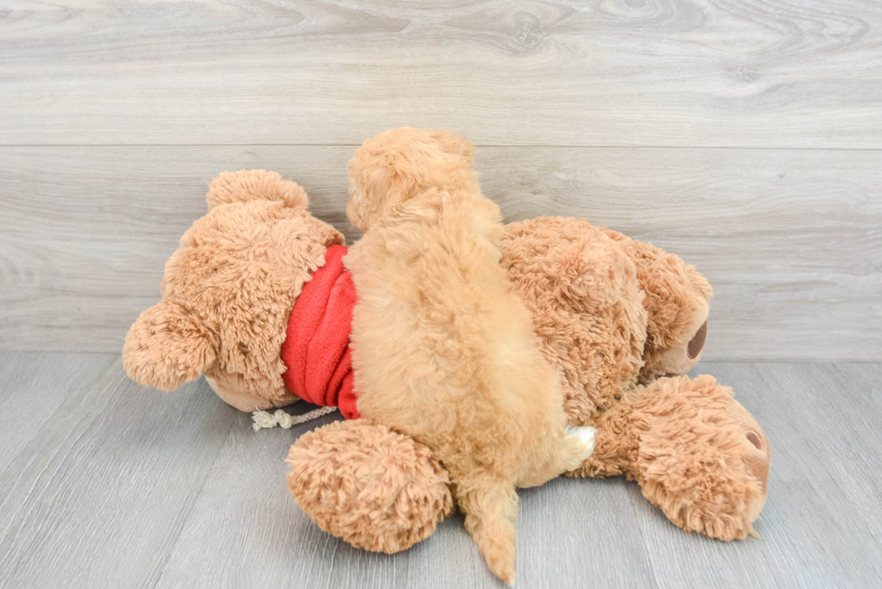 Popular Mini Goldendoodle Poodle Mix Pup