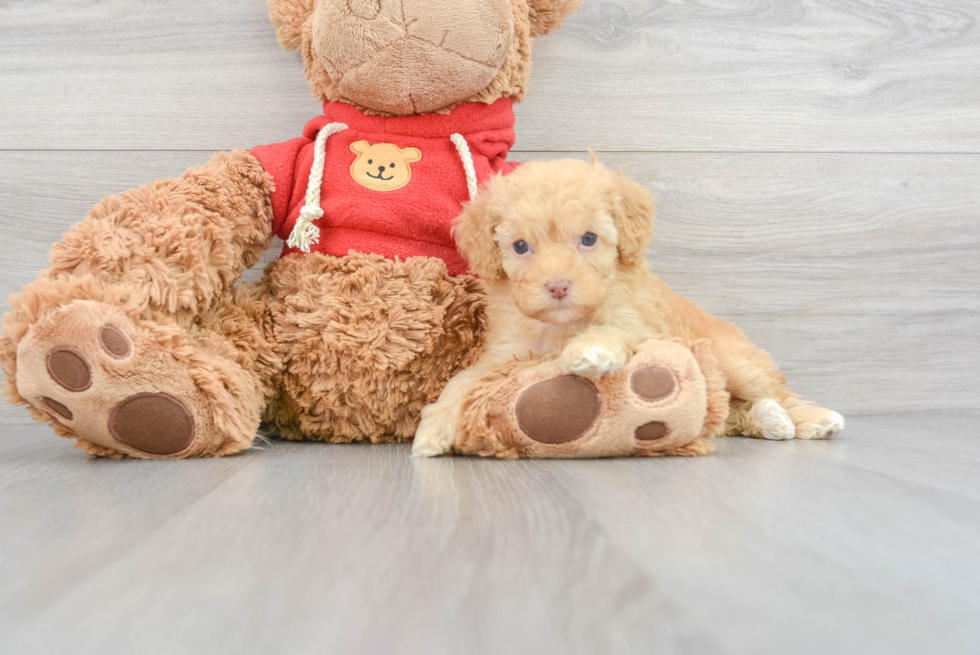 Fluffy Mini Goldendoodle Poodle Mix Pup