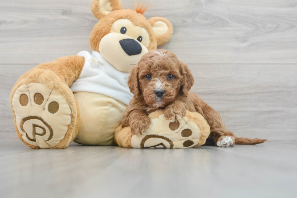 Hypoallergenic Mini Goldendoodle Emjay: 6lb 10oz Doodle Puppy