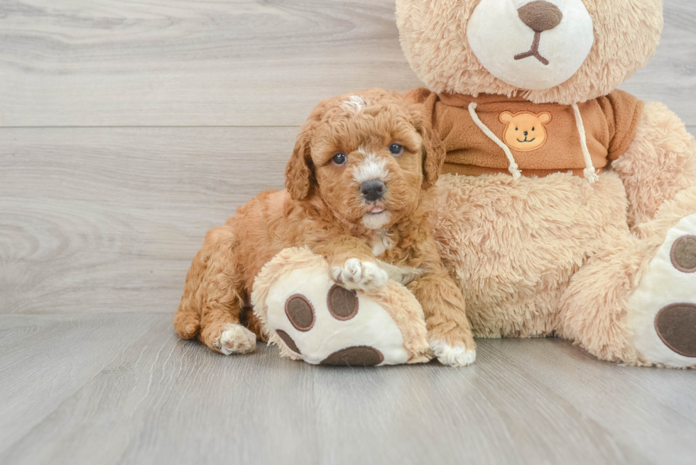 Mini Goldendoodle Pup Being Cute