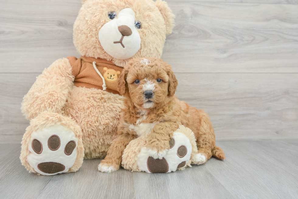 Mini Goldendoodle Puppy for Adoption