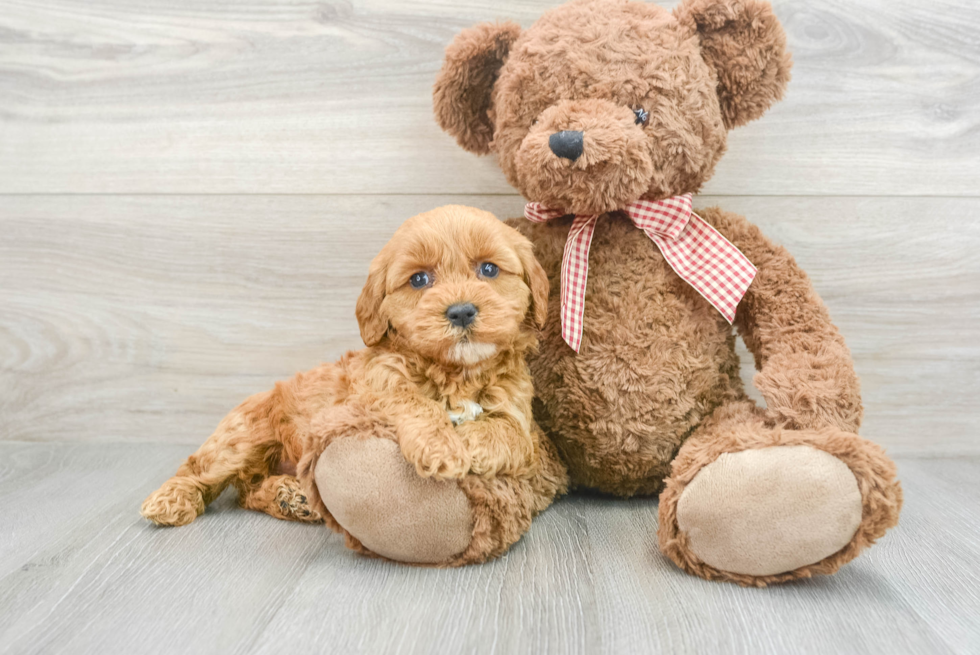 Energetic Golden Retriever Poodle Mix Puppy