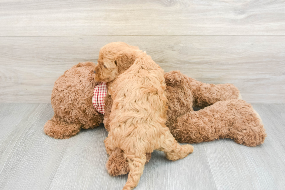 Fluffy Mini Goldendoodle Poodle Mix Pup