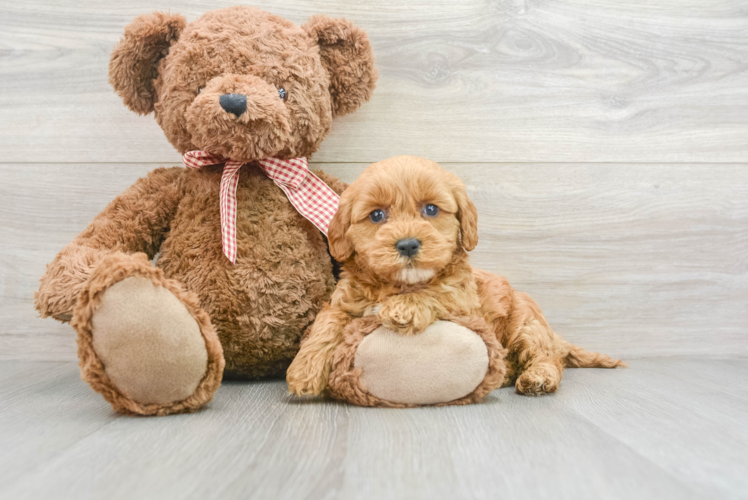 Small Mini Goldendoodle Baby